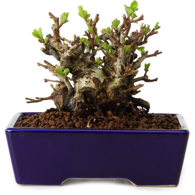 Chaenomeles speciosa, 12,5 cm, ± 20 años de edad, con un nebari de 7 cm