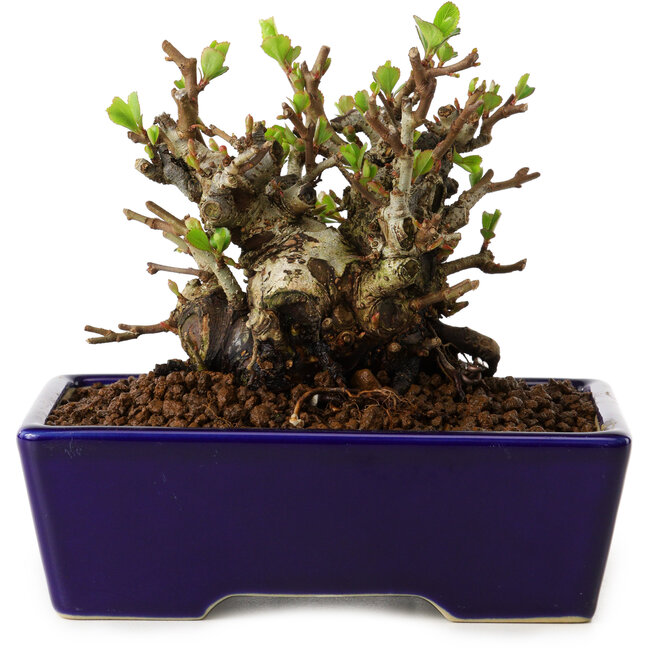 Chaenomeles speciosa, 12,5 cm, ± 20 Jahre alt, mit einem Nebari von 7 cm