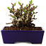Chaenomeles speciosa, 12,5 cm, ± 20 ans, avec un nebari de 7 cm