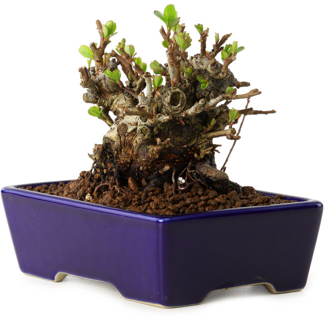 Chaenomeles speciosa, 12,5 cm, ± 20 years old, with a nebari of 7 cm