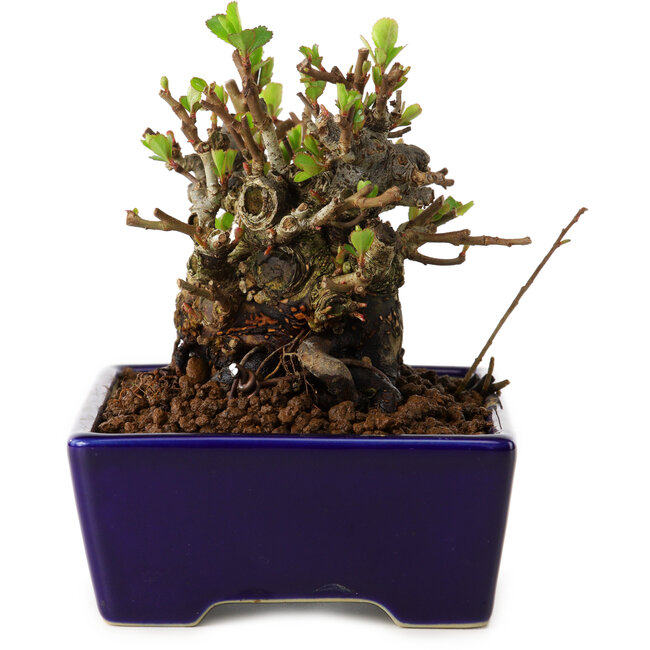 Chaenomeles speciosa, 12,5 cm, ± 20 ans, avec un nebari de 7 cm