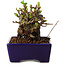 Chaenomeles speciosa, 12,5 cm, ± 20 ans, avec un nebari de 7 cm