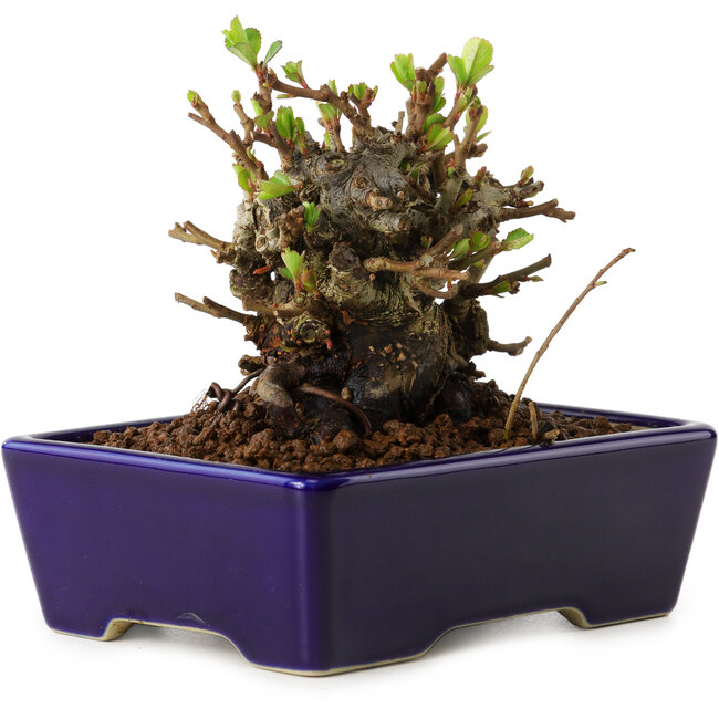 Chaenomeles speciosa, 12,5 cm, ± 20 Jahre alt, mit einem Nebari von 7 cm