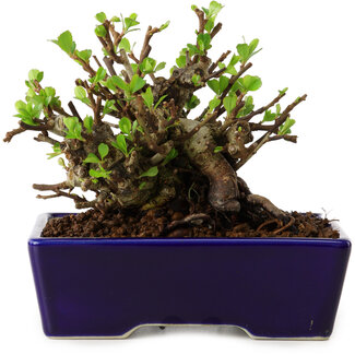 Chaenomeles speciosa, 12,5 cm, ± 20 años de edad