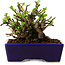 Chaenomeles speciosa, 12,5 cm, ± 20 ans, avec un nebari de 7 cm