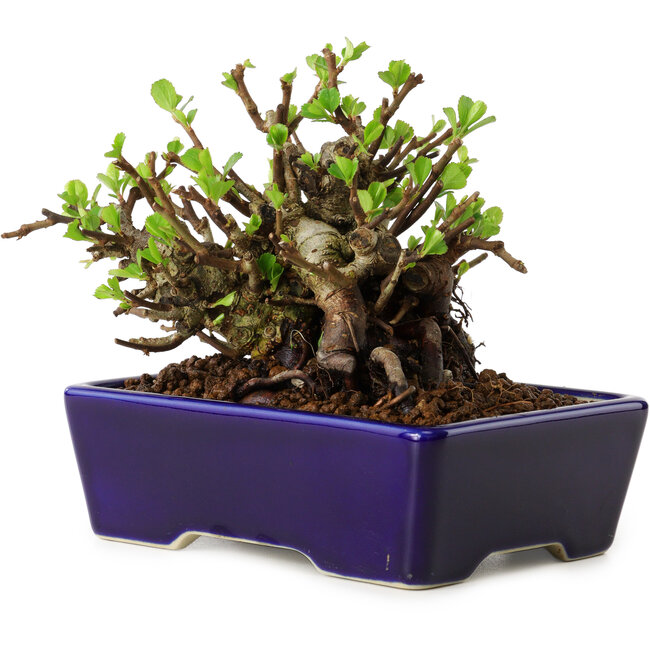 Chaenomeles speciosa, 12,5 cm, ± 20 Jahre alt, mit einem Nebari von 7 cm