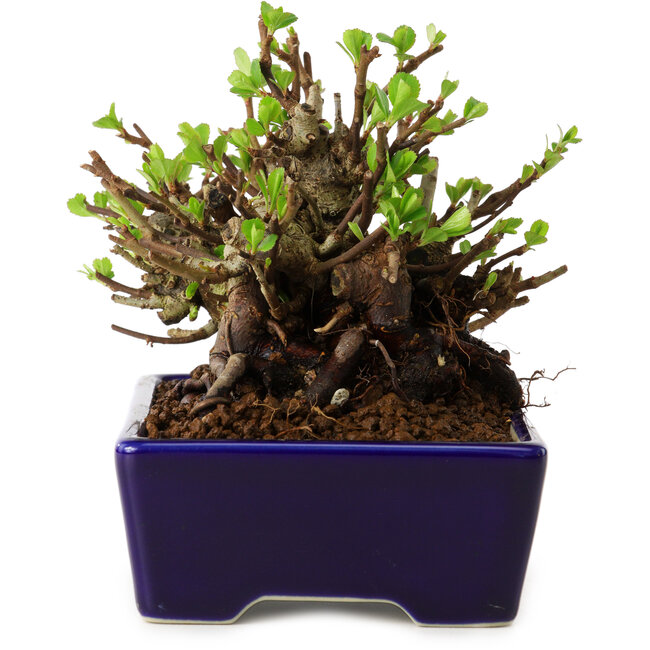 Chaenomeles speciosa, 12,5 cm, ± 20 años de edad, con un nebari de 7 cm