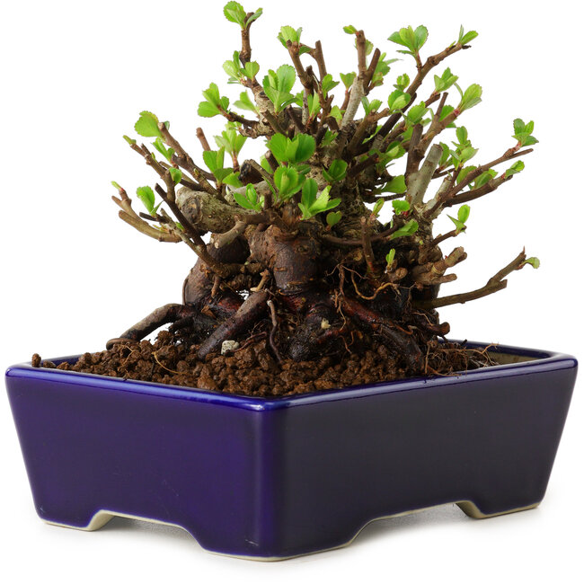 Chaenomeles speciosa, 12,5 cm, ± 20 ans, avec un nebari de 7 cm