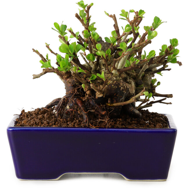 Chaenomeles speciosa, 12,5 cm, ± 20 ans, avec un nebari de 7 cm