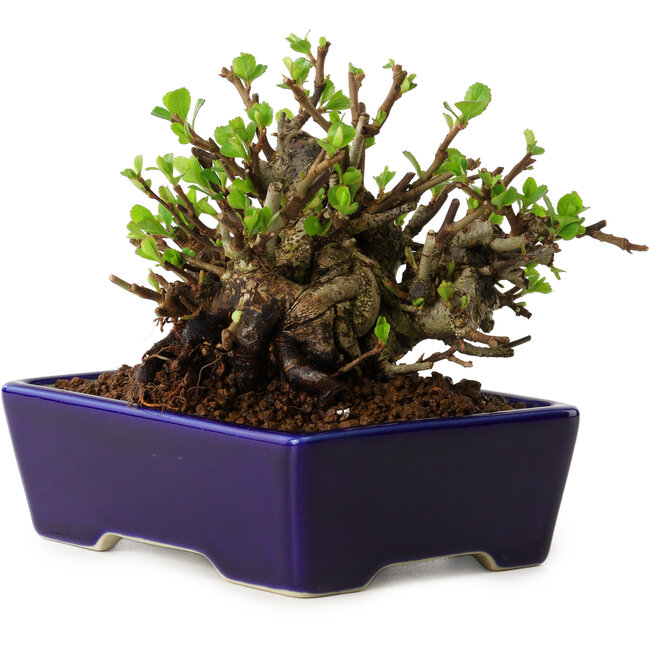 Chaenomeles speciosa, 12,5 cm, ± 20 Jahre alt, mit einem Nebari von 7 cm