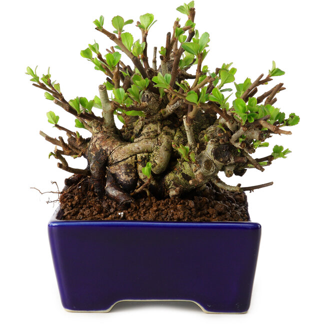 Chaenomeles speciosa, 12,5 cm, ± 20 Jahre alt, mit einem Nebari von 7 cm