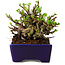 Chaenomeles speciosa, 12,5 cm, ± 20 ans, avec un nebari de 7 cm