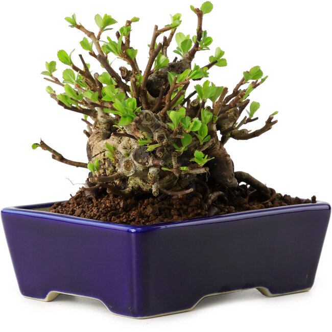 Chaenomeles speciosa, 12,5 cm, ± 20 ans, avec un nebari de 7 cm