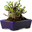 Chaenomeles speciosa, 12,5 cm, ± 20 ans, avec un nebari de 7 cm