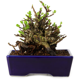 Chaenomeles speciosa, 12,5 cm, ± 20 years old