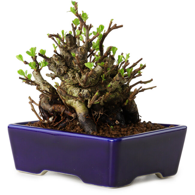 Chaenomeles speciosa, 12,5 cm, ± 20 Jahre alt, mit einem Nebari von 7 cm