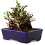 Chaenomeles speciosa, 12,5 cm, ± 20 ans, avec un nebari de 7 cm