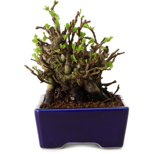 Chaenomeles speciosa, 12,5 cm, ± 20 años de edad, con un nebari de 7 cm