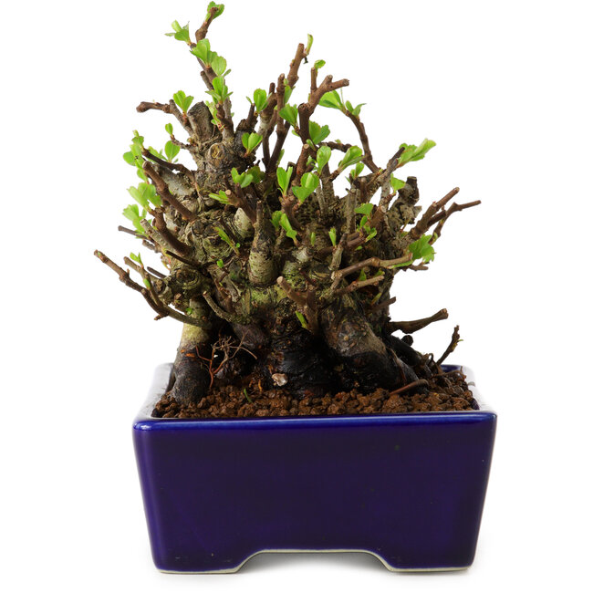 Chaenomeles speciosa, 12,5 cm, ± 20 years old, with a nebari of 7 cm