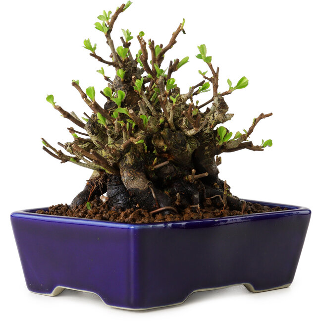 Chaenomeles speciosa, 12,5 cm, ± 20 ans, avec un nebari de 7 cm
