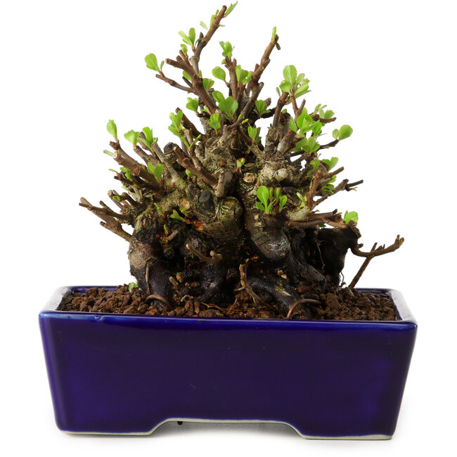 Chaenomeles speciosa, 12,5 cm, ± 20 Jahre alt, mit einem Nebari von 7 cm