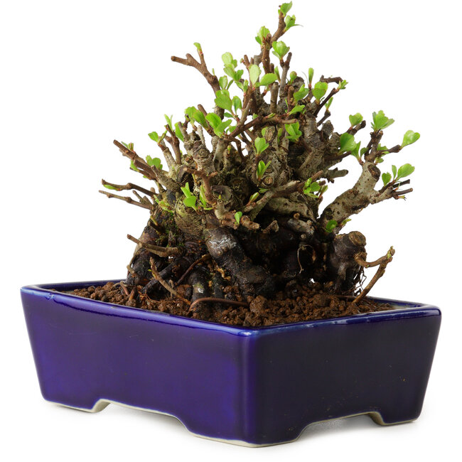 Chaenomeles speciosa, 12,5 cm, ± 20 años de edad, con un nebari de 7 cm