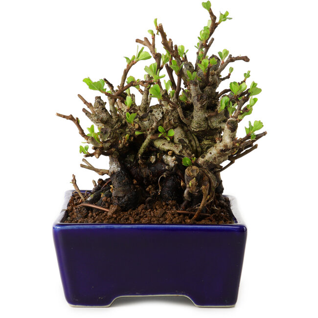 Chaenomeles speciosa, 12,5 cm, ± 20 ans, avec un nebari de 7 cm