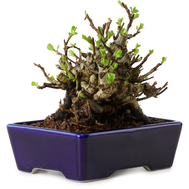 Chaenomeles speciosa, 12,5 cm, ± 20 Jahre alt, mit einem Nebari von 7 cm