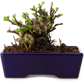 Chaenomeles speciosa, 12,5 cm, ± 20 Jahre alt