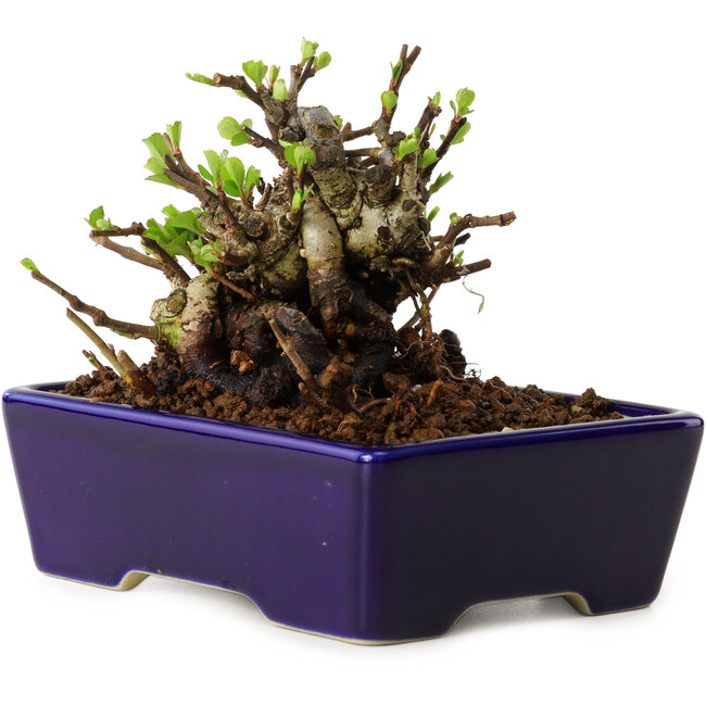 Chaenomeles speciosa, 12,5 cm, ± 20 ans, avec un nebari de 7 cm