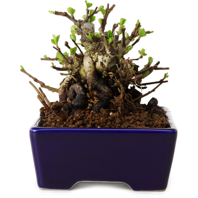 Chaenomeles speciosa, 12,5 cm, ± 20 Jahre alt, mit einem Nebari von 7 cm