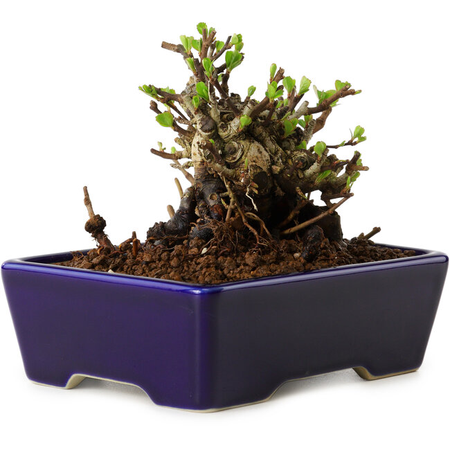 Chaenomeles speciosa, 12,5 cm, ± 20 ans, avec un nebari de 7 cm