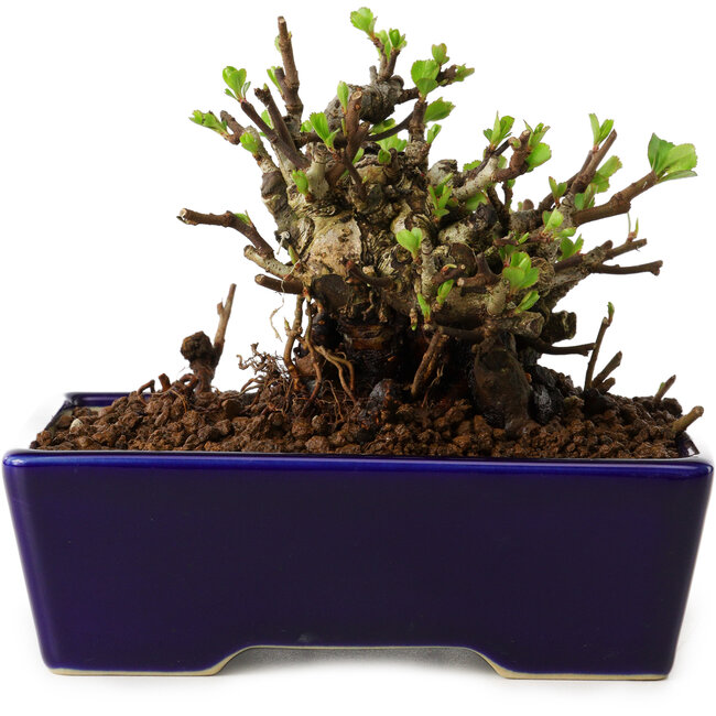 Chaenomeles speciosa, 12,5 cm, ± 20 años de edad, con un nebari de 7 cm