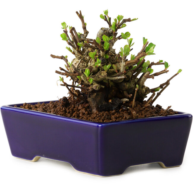 Chaenomeles speciosa, 12,5 cm, ± 20 jaar oud, met een nebari van 7 cm