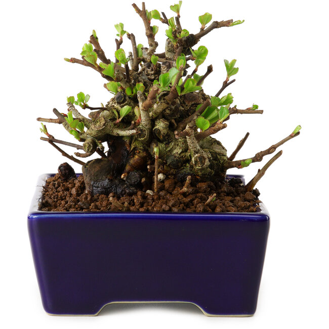 Chaenomeles speciosa, 12,5 cm, ± 20 jaar oud, met een nebari van 7 cm