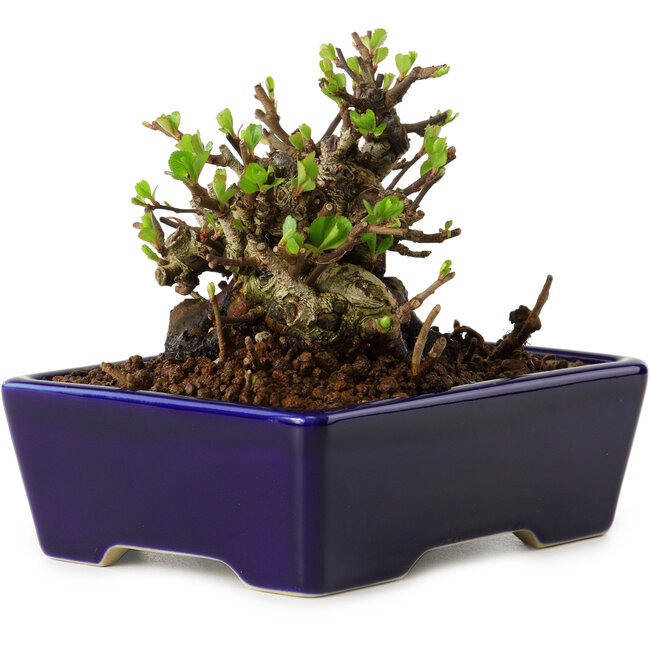 Chaenomeles speciosa, 12,5 cm, ± 20 Jahre alt, mit einem Nebari von 7 cm