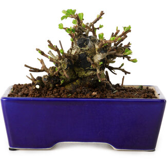 Chaenomeles speciosa, 12,5 cm, ± 20 jaar oud