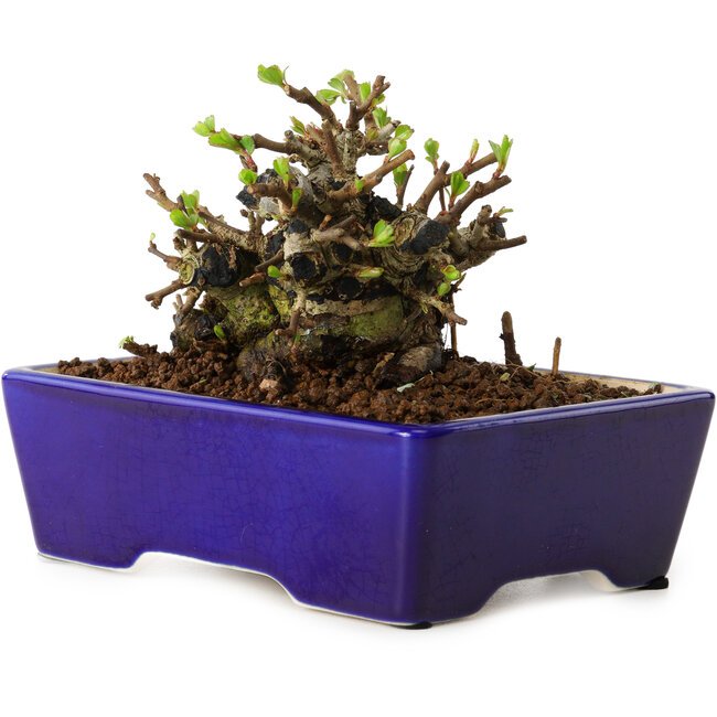 Chaenomeles speciosa, 12,5 cm, ± 20 years old, with a nebari of 7 cm