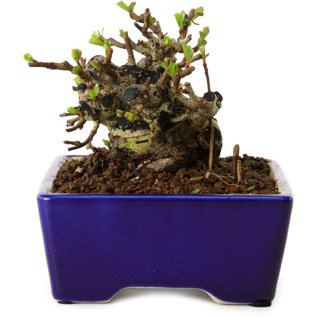 Chaenomeles speciosa, 12,5 cm, ± 20 años de edad, con un nebari de 7 cm