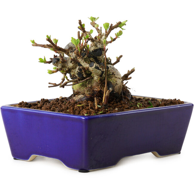 Chaenomeles speciosa, 12,5 cm, ± 20 años de edad, con un nebari de 7 cm