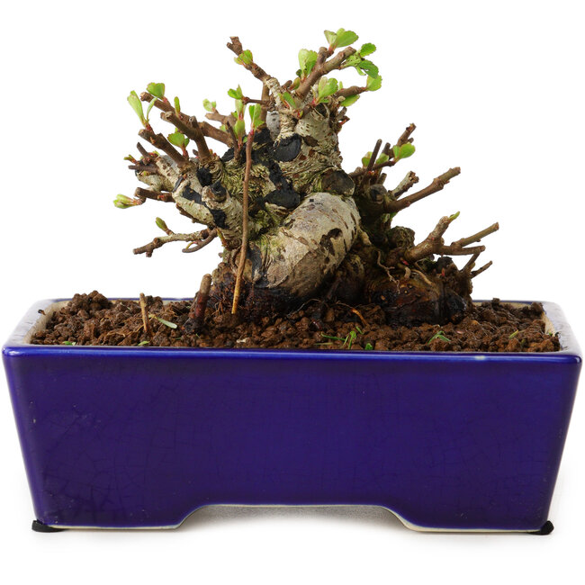 Chaenomeles speciosa, 12,5 cm, ± 20 years old, with a nebari of 7 cm