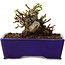 Chaenomeles speciosa, 12,5 cm, ± 20 ans, avec un nebari de 7 cm