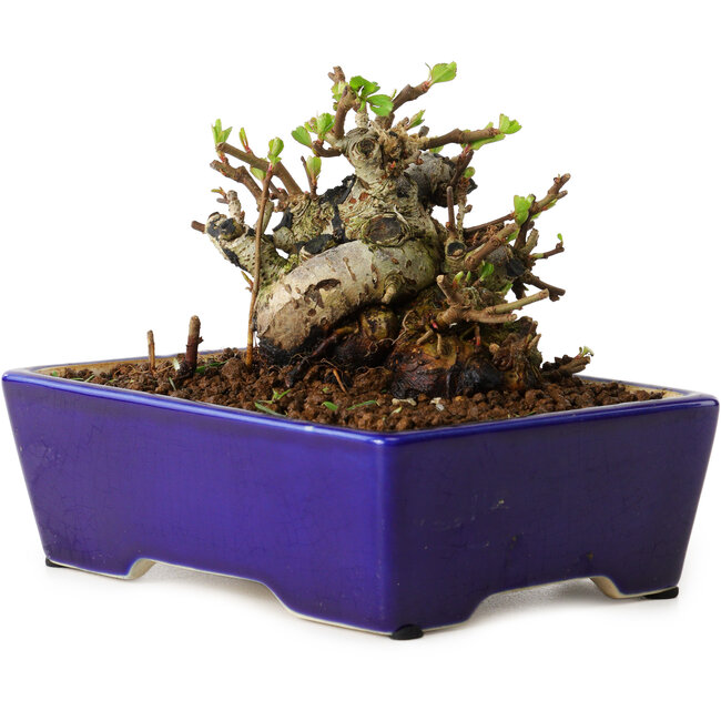 Chaenomeles speciosa, 12,5 cm, ± 20 años de edad, con un nebari de 7 cm