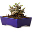 Chaenomeles speciosa, 12,5 cm, ± 20 ans, avec un nebari de 7 cm
