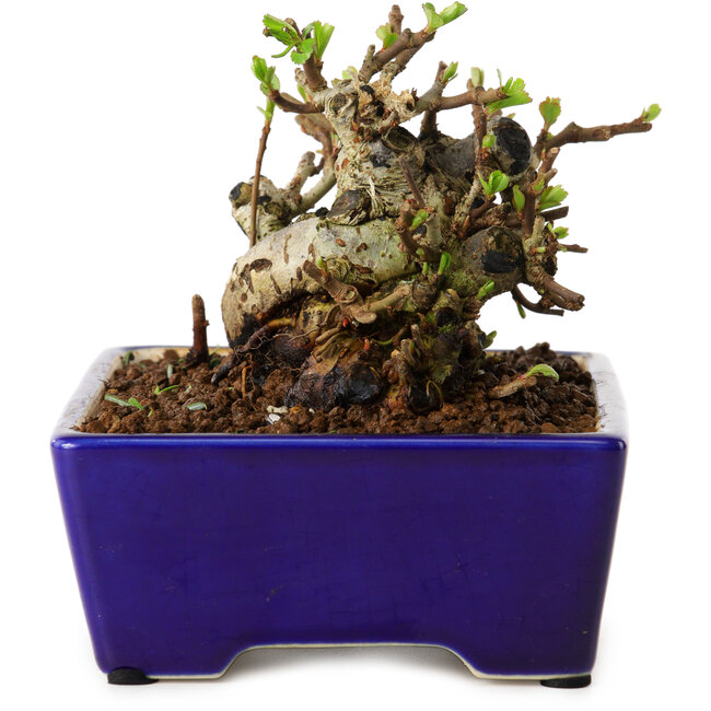 Chaenomeles speciosa, 12,5 cm, ± 20 años de edad, con un nebari de 7 cm