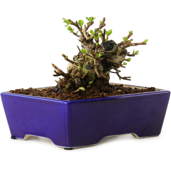 Chaenomeles speciosa, 12,5 cm, ± 20 años de edad, con un nebari de 7 cm