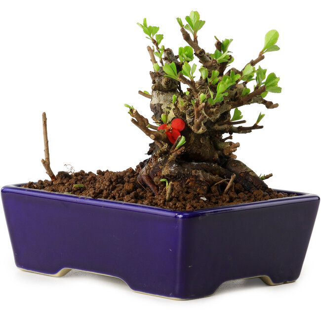 Chaenomeles speciosa, 12,5 cm, ± 20 ans, avec un nebari de 7 cm