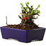 Chaenomeles speciosa, 12,5 cm, ± 20 ans, avec un nebari de 7 cm