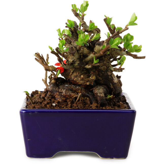 Chaenomeles speciosa, 12,5 cm, ± 20 ans, avec un nebari de 7 cm