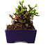 Chaenomeles speciosa, 12,5 cm, ± 20 ans, avec un nebari de 7 cm